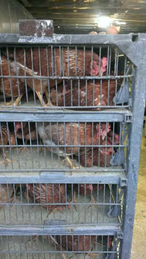 Global Animal Partnership