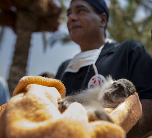 rescued monkey
