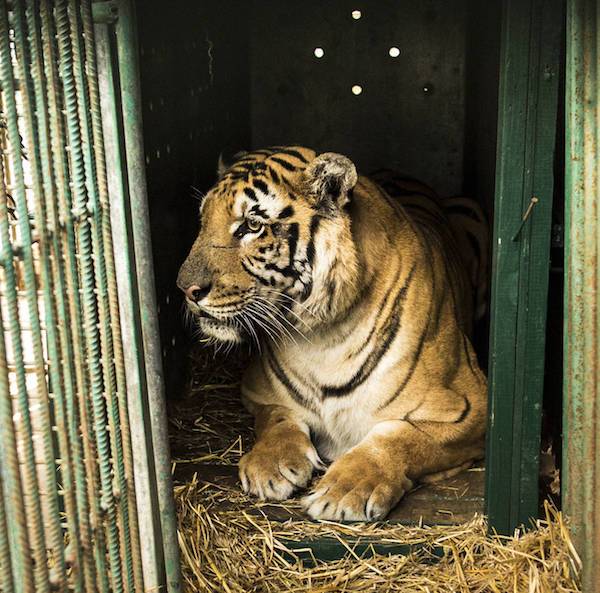 rescued lion