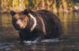bear habitat
