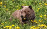 bear habitat