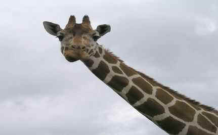 ar-giraffetweet