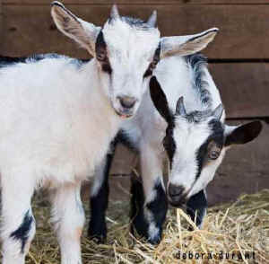 heifer project gifting animals goat