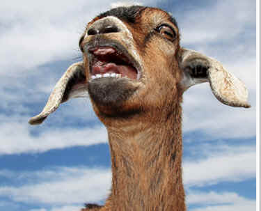 goat milk dairy rescue humane