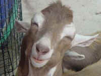 happy goat