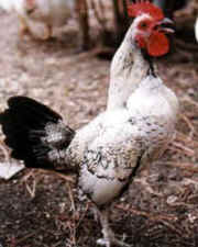 Bantu UPC rooster