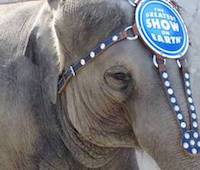 Ringling elephant