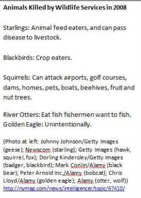 goose geese slaughter USDA