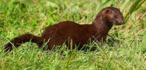 mink