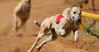 greyhound racing
