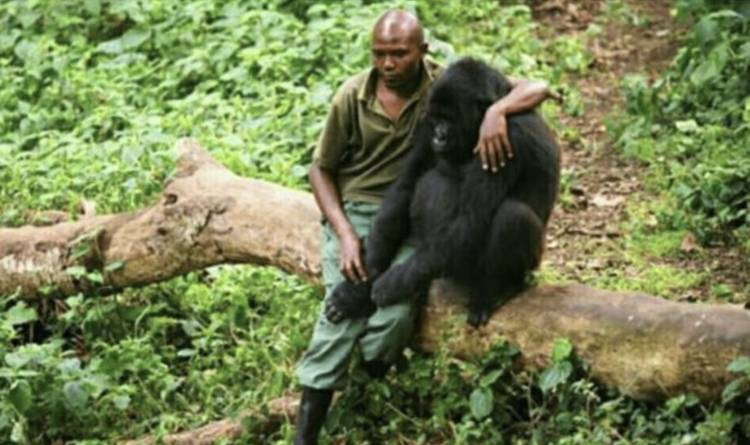 grieving baby gorilla