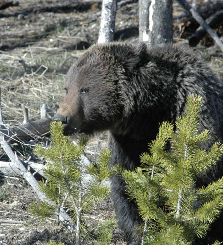 yellowstone grizzly bear