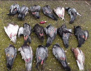 SHARK pigeon shoots