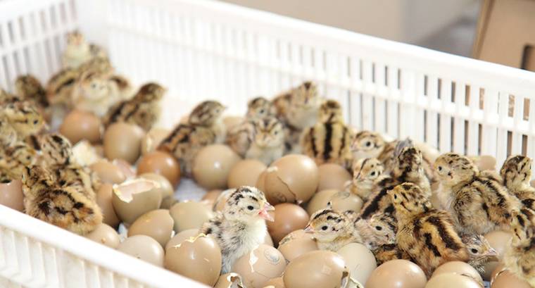 hatched pheasants