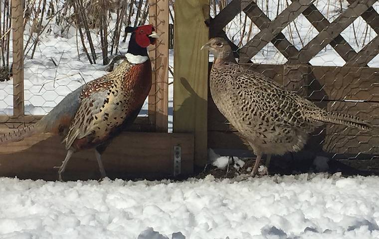 rescued pheasants
