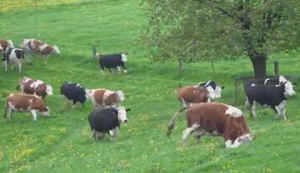 happy cows freedom