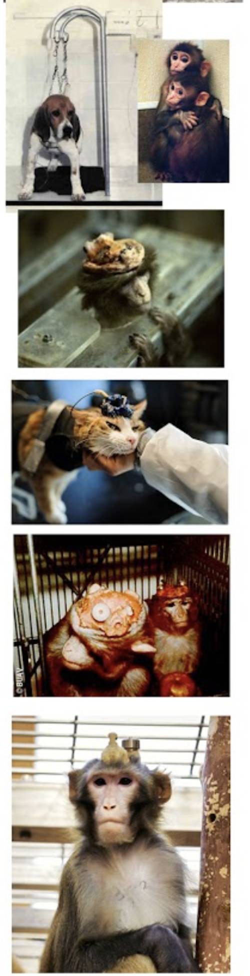 vivisected animals