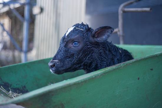 calf