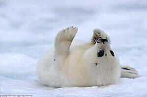 harp seal cub