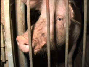 sow gestation crate insensitivity