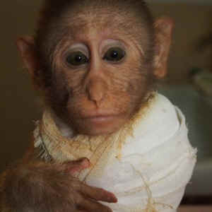 animals India rescue
