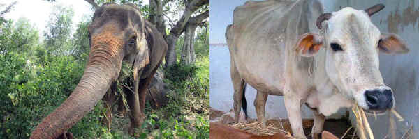 rescued Indian animals