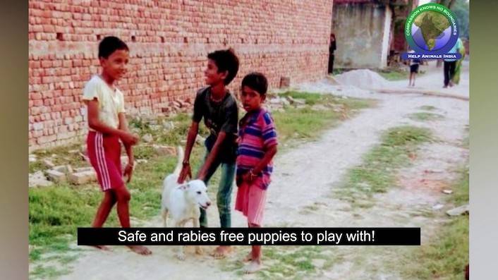 rabis-free dogs