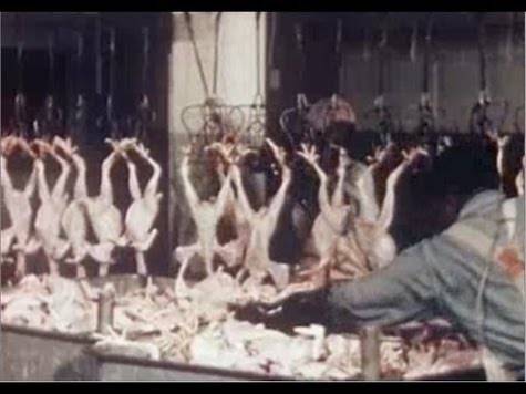 slaughterhouse