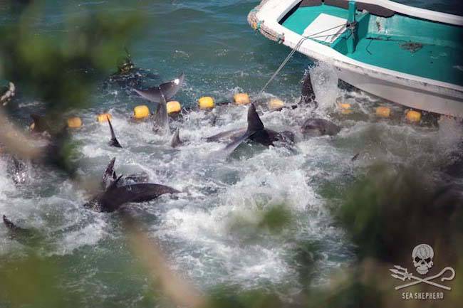 dolphin captures