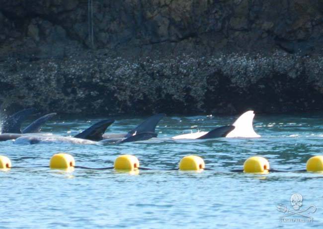 dolphins captured