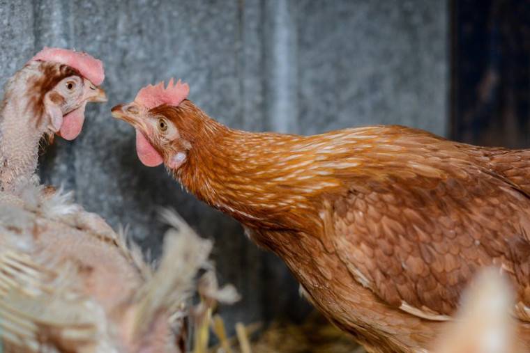 hens