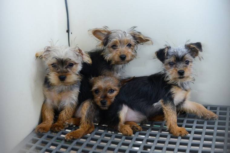 puppy mill puppies