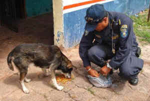 homeless animals day