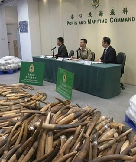 elephant tusks