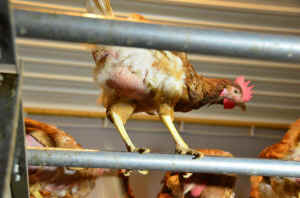 free-range eggs Germany