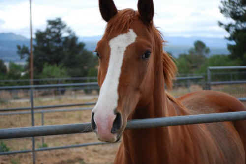 horse slaughter horse meat