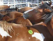 horse meat slaughter wild horses roundups