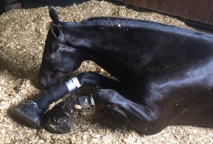 horse soring cruelty