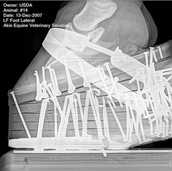 horse soring xray