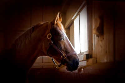 horse box wild roundup