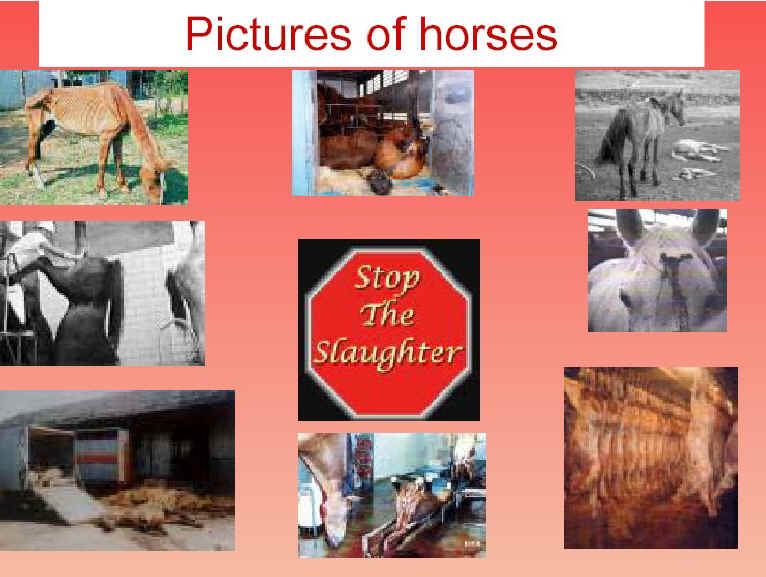 ar-horseslaughter-06