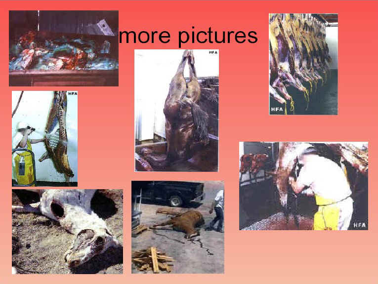 ar-horseslaughter-07