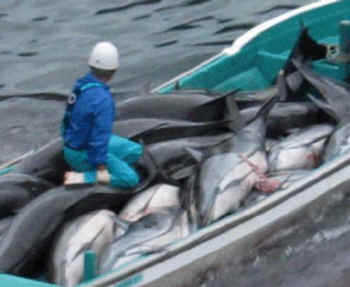 dolphin slaughter Taiji