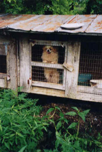 puppy mills
