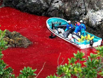 Taiji dolphin slaughter