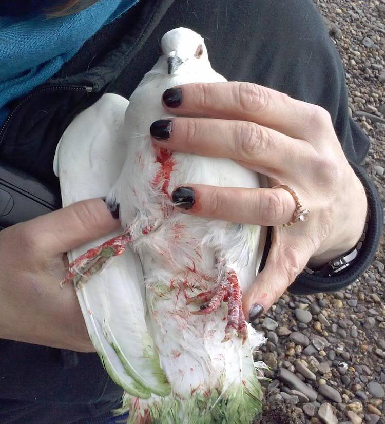 pigeon shoot victim