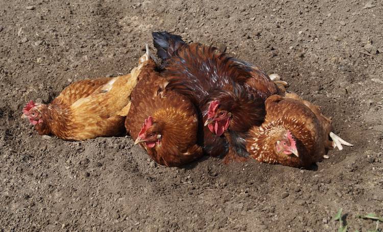 happy chickens