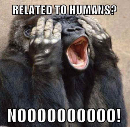 chimp