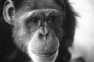 Washoe chimp