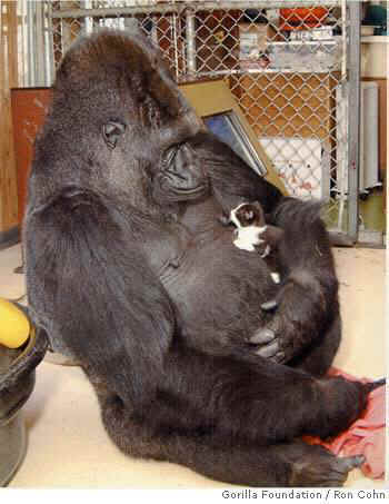 Koko and kitten